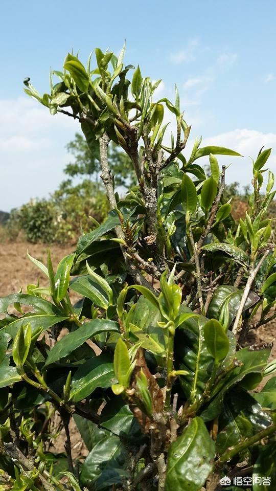 头条问答 - 缅甸茶叶品质怎么样?(9个回答)