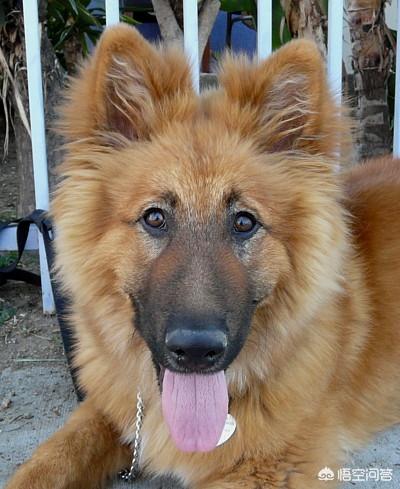 黑熊犬和德牧串:串串狗能够长得有多好看？