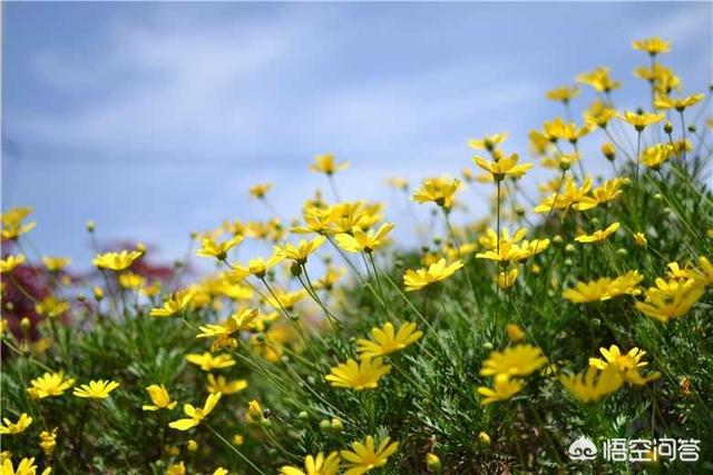 小狗种美丽鲜花:磷酸二氢钾适用于什么花？