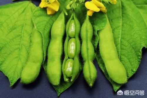 角箱鲀图片:痛风患者能不能吃豆角呢？有何依据？
