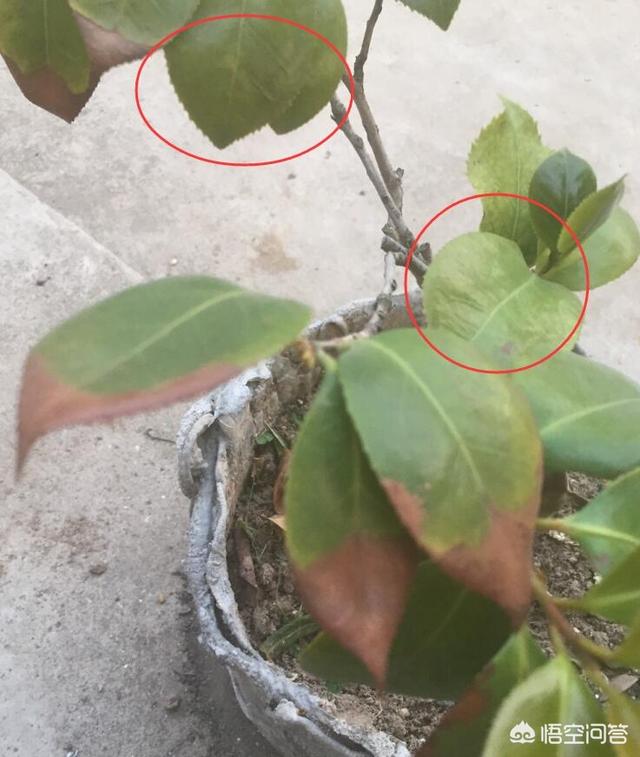 花叶艳山姜叶枯病:茶花的叶子发黄是怎么回事？