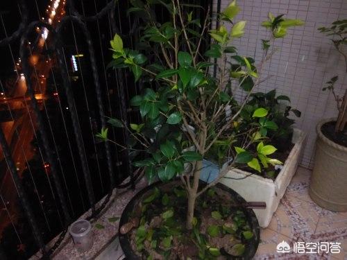 花叶艳山姜叶枯病:茶花的叶子发黄是怎么回事？