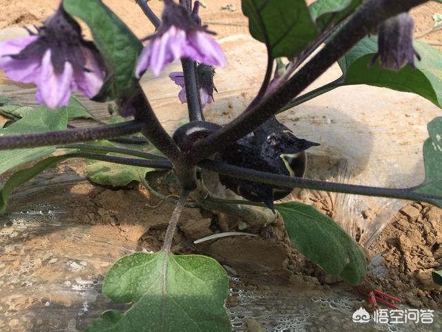 头条问答 茄子花开过后为啥一个茄子都没长 19个回答