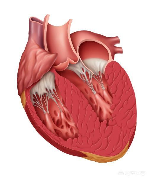 头条问答 - 左心室肥厚有什么影响?(13个回答)