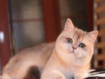 美国短毛猫图片:英短、美短、暹罗的区别是什么？