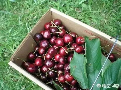 白鹿原樱桃(白鹿原樱桃谷)