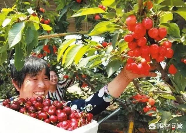 白鹿原樱桃(白鹿原樱桃谷)