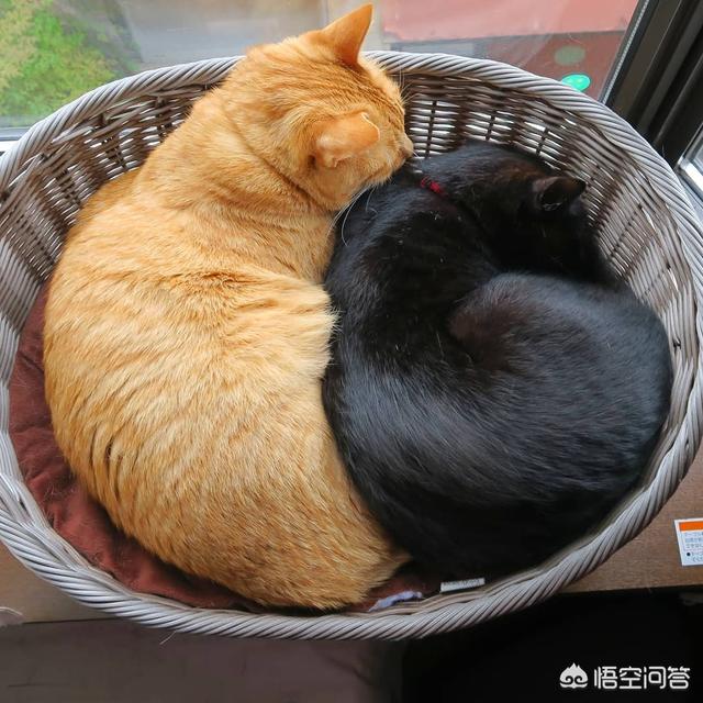 梦见喂猫吃东西,猫会把经常喂它的人当成主人吗？