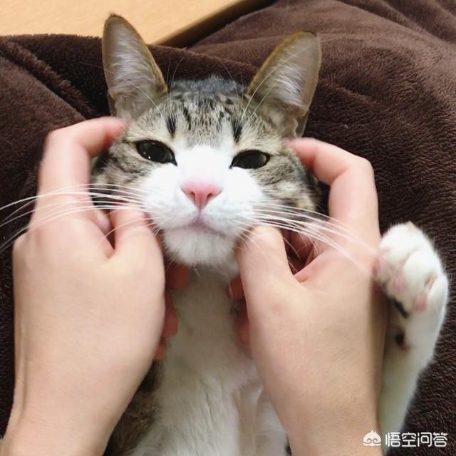 猫训练:怎样训练家中小猫咪不怕生？