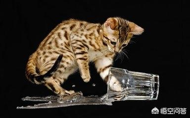 猫咪肾衰竭不吃不喝怎么办:家里猫猫拉稀不吃东西怎么办？