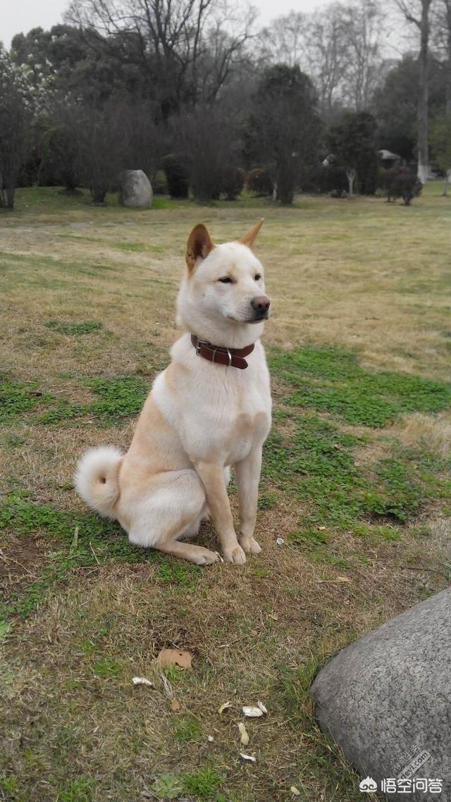 中华田园狗:如何评价中华田园犬？颜值可以有多高？