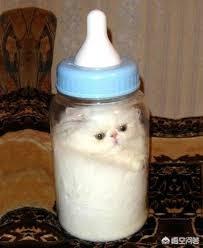 支付宝为什么猫咪能像液体:一^_^为什么猫咪能像液体一样 为什么说猫既是“固体”也是“液体”？