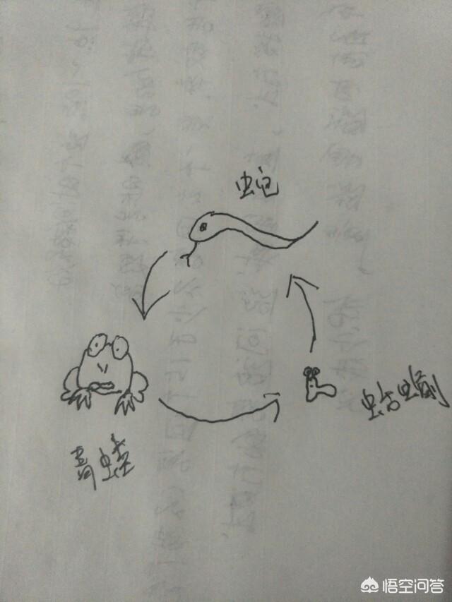 加拉帕戈斯海鬣蜥游蛇:《火影忍者》中三忍的通灵兽为什么是蛇、蛤蟆、蛞蝓？