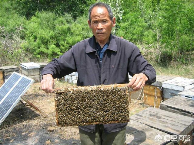 头条问答 蜜蜂不采集花粉怎么办 26个回答