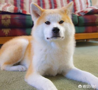 秋田犬好养吗知乎:秋田犬好养吗优缺点有哪些 养秋田犬是什么体验？相比于德牧呢？