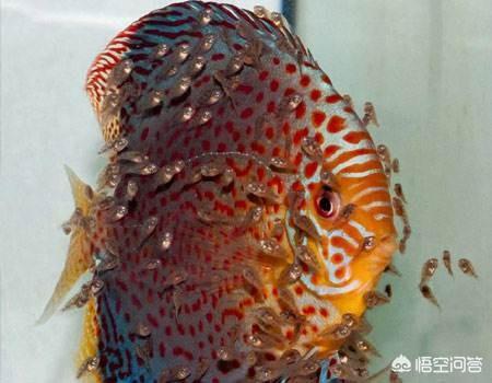 水族繁殖:哪些观赏鱼可以自己在水族缸里繁殖呢？