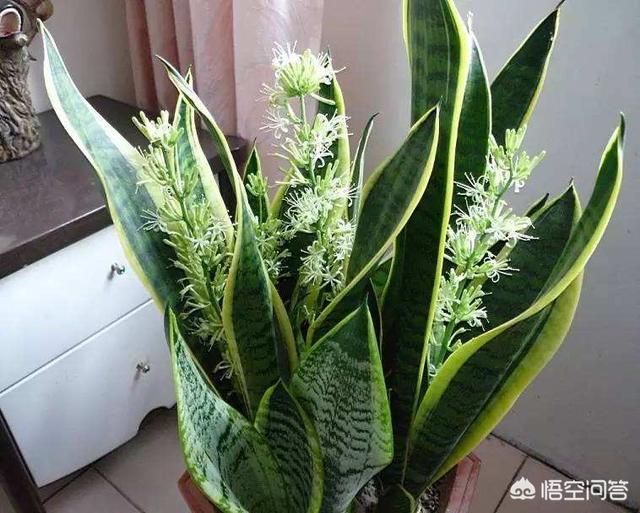 虎皮龙舌兰的养殖方法和注意事项:虎皮兰怎么养？需要什么肥料？