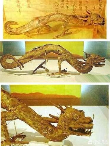拍摄的真龙照片，据说日本瑞龙寺珍藏有真龙的标本，只有3个爪子，到底是什么生物