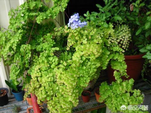 铁线蕨图片大全大图:铁线蕨叶子枯黄，怎么解决？