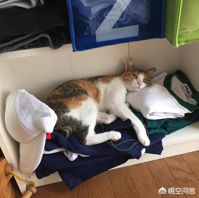 流浪狗和流浪猫好句子:流浪狗流浪猫该不该碰？为什么？