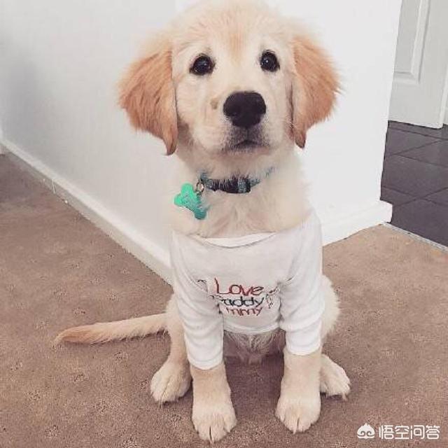 狗狗东西在我里面拔出不来了金毛:如何训练狗狗学会叼东西？