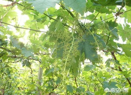 头条问答 葡萄花序少的主要成因及补救措施是什么 19个回答