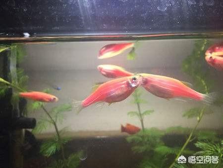 斑马鱼饲养,小鱼缸如何清理？