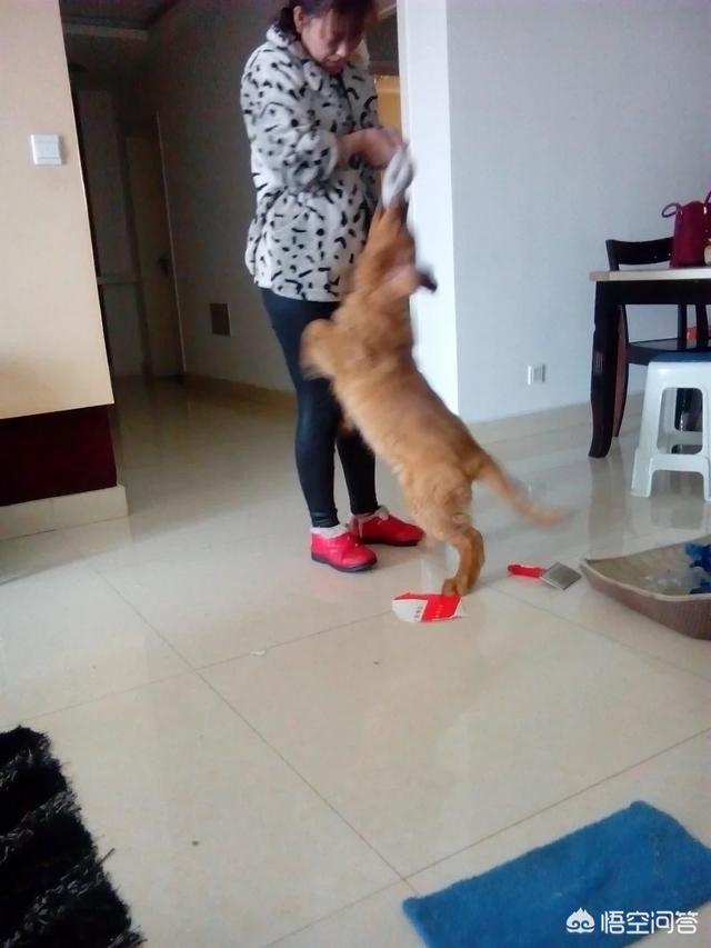 狗狗护食凶人:狗护食不让摸咬人怎么办？