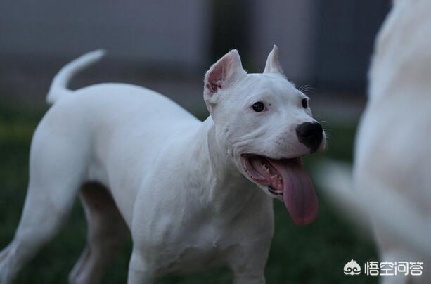 卡斯罗猛犬打架:猛犬俱乐部卡斯罗犬 哪些狗可以打得过比特犬？