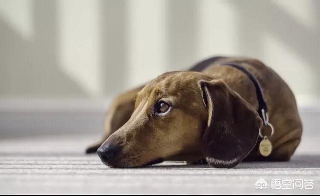 qq腊肠狗:腊肠犬和泰迪可以一起养么？会打架么？