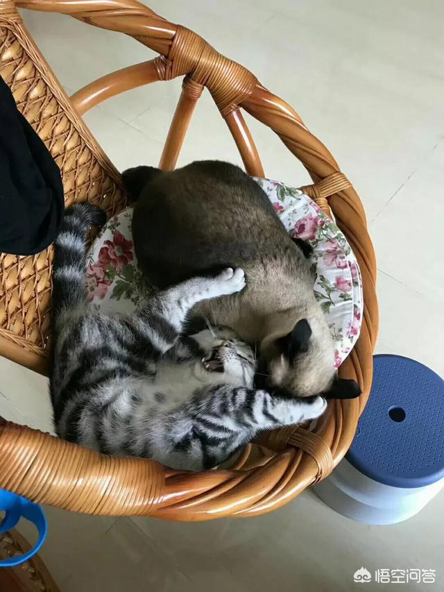 猫瘟已经不吐不拉:家里的猫吐了两天，然后开始不吃不喝不拉，是什么问题？