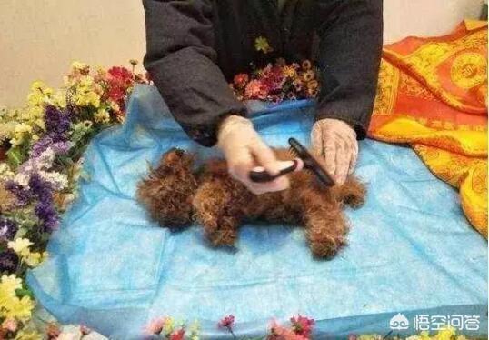 diy自制宠物骨灰戒指:宠物的骨灰都是如何安置的？