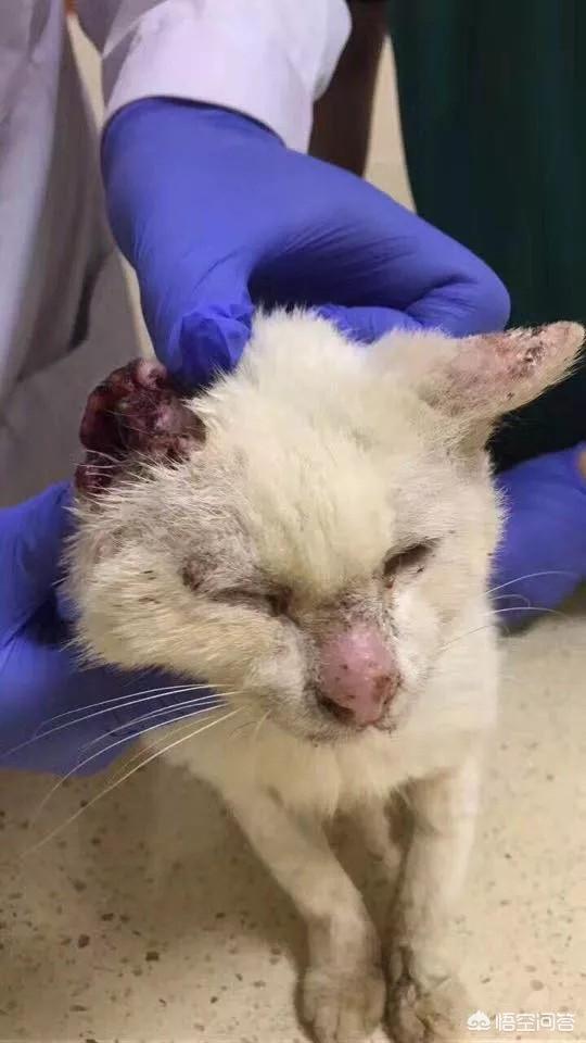 2019新虐猫群:虐猫者被爱猫志愿者围堵暴打？