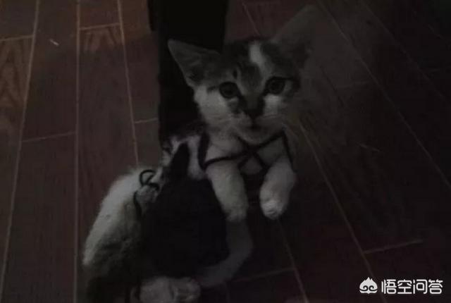 2019新虐猫群:虐猫者被爱猫志愿者围堵暴打？