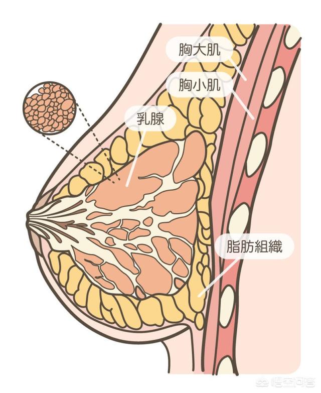 女腋下左胸一阵阵刺痛挂什么科（女腋下左胸一阵阵刺痛挂什么科看）