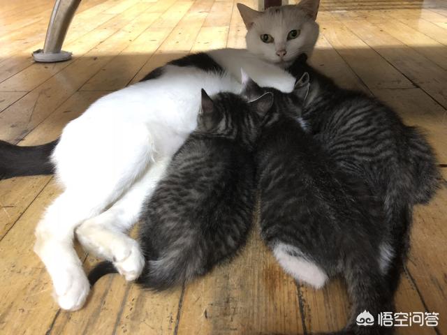 余虹 花猫的小屋:家里的猫猫做过让你最感动的一件事是什么？