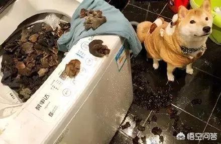 小狗狗图片:你见过最听话的狗狗有多听话？