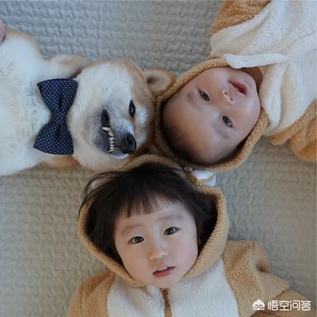 小狗狗图片:你见过最听话的狗狗有多听话？