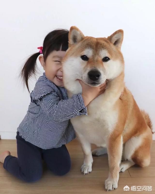 小狗狗图片:你见过最听话的狗狗有多听话？