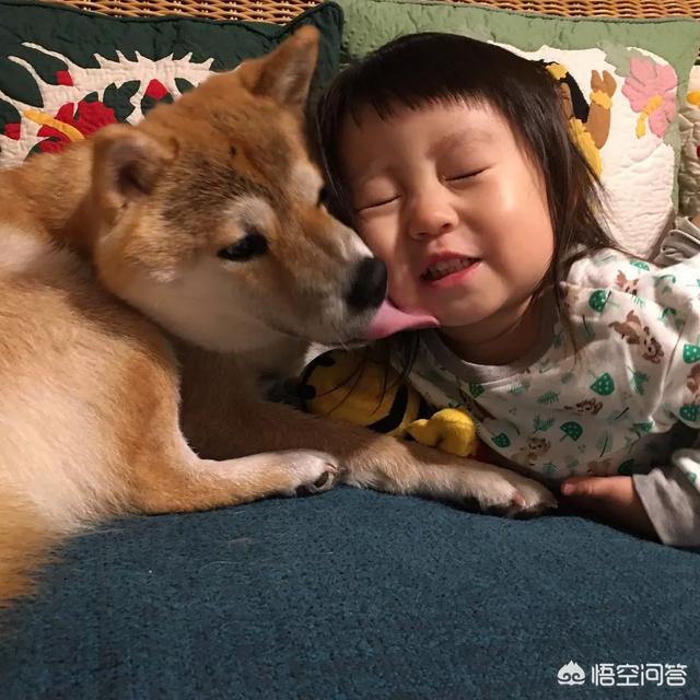 小狗狗图片:你见过最听话的狗狗有多听话？