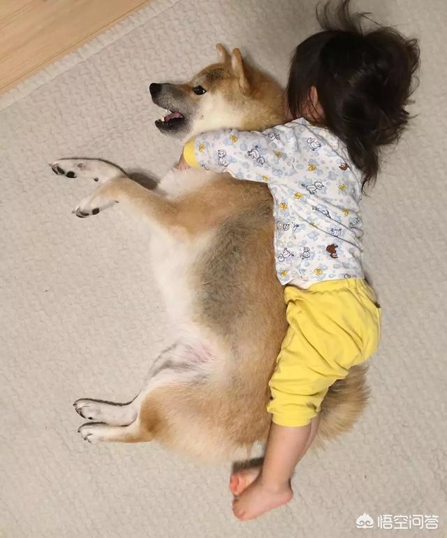 小狗狗图片:你见过最听话的狗狗有多听话？