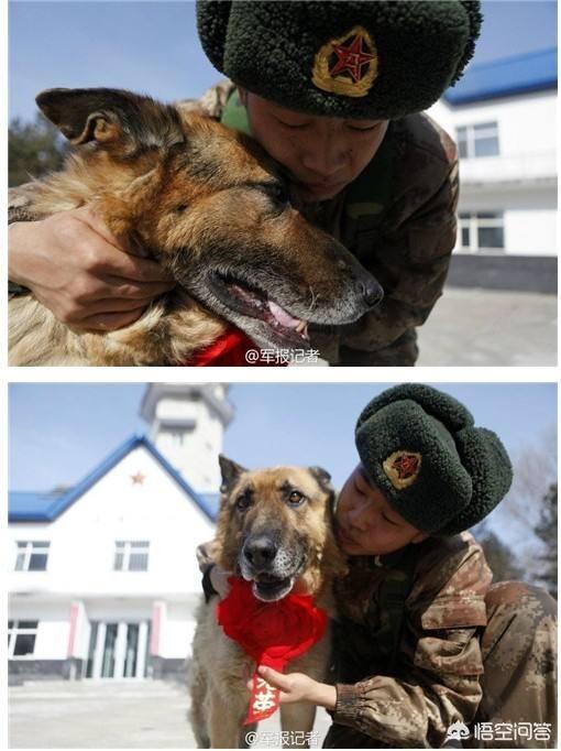 军犬训练:哪些品种的狗狗适合被训练成军犬？ 军犬训练教材