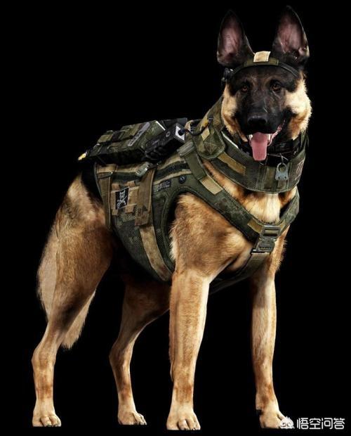 头条问答 - 军犬在军队里的待遇怎么样?(6个回答)