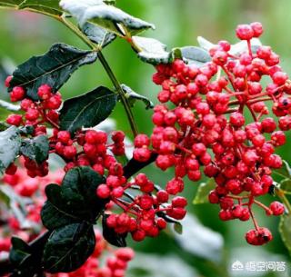 衢州枝群油脂有限公司:怎样种植花椒？应该注意什么？