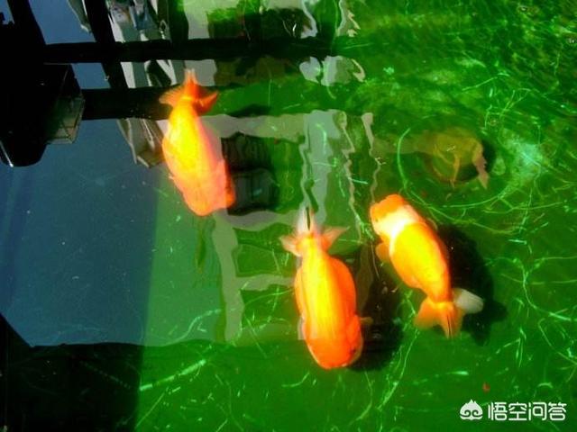 兰寿金鱼的饲养方法视频:新买的兰寿金鱼如何进行高锰酸钾药浴？