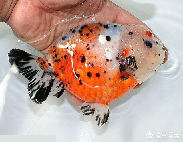 兰寿金鱼的饲养方法视频:新买的兰寿金鱼如何进行高锰酸钾药浴？