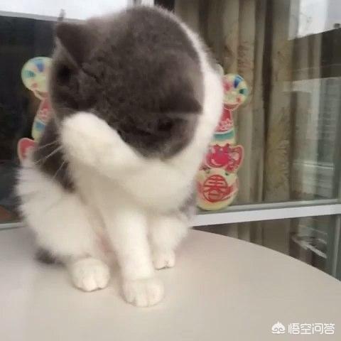 家家猫:家家猫跨境电商 养猫为什么不能用蚊香？会对猫造成什么影响？