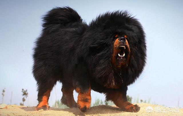 野生藏獒咬架视频:军犬对比护卫犬，军犬战斗力能强过藏獒吗？