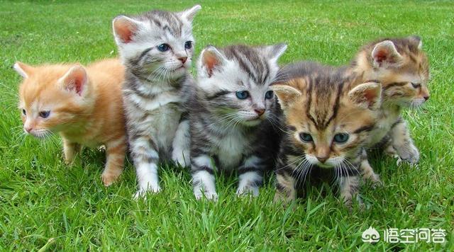 为什么我家猫不会埋屎:猫为什么会把粑粑弄脚上？