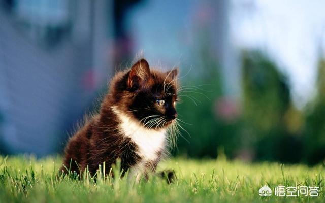 为什么我家猫不会埋屎:猫为什么会把粑粑弄脚上？